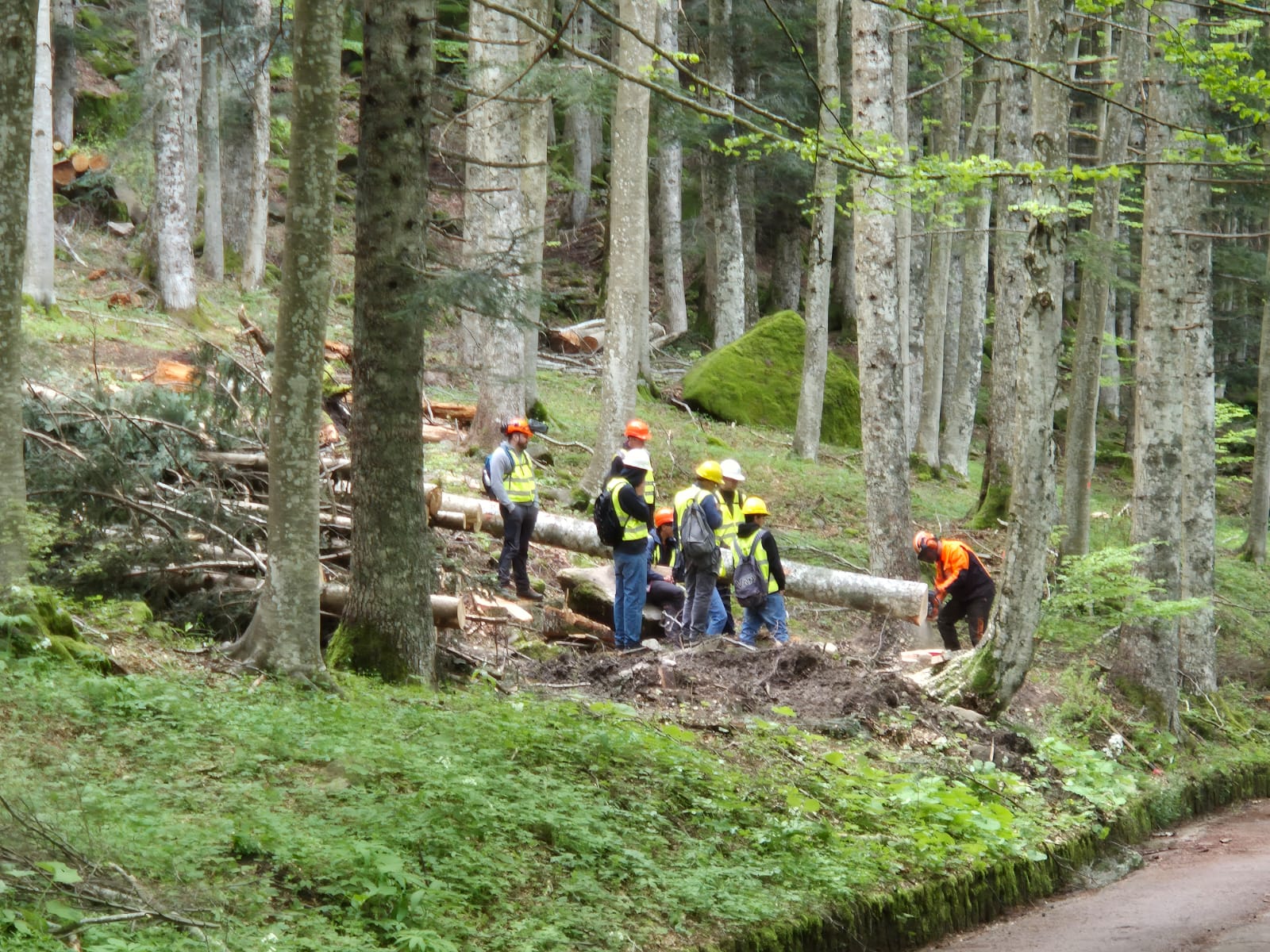 Neri_in_bosco1